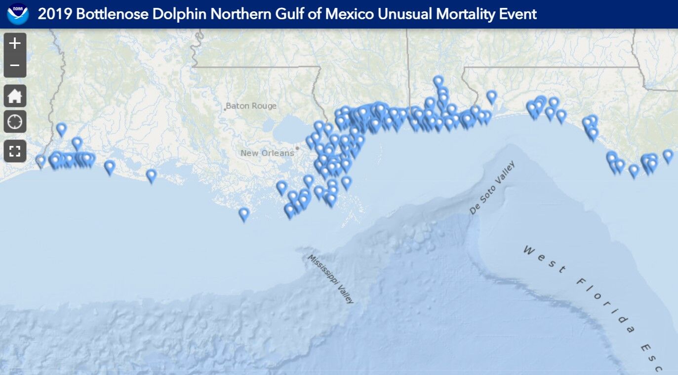 Dolphins beached during 2019 event